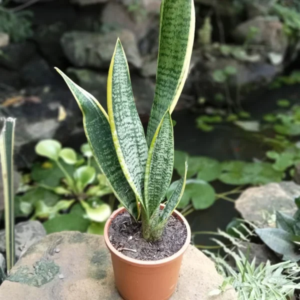 SNAKE PLANT