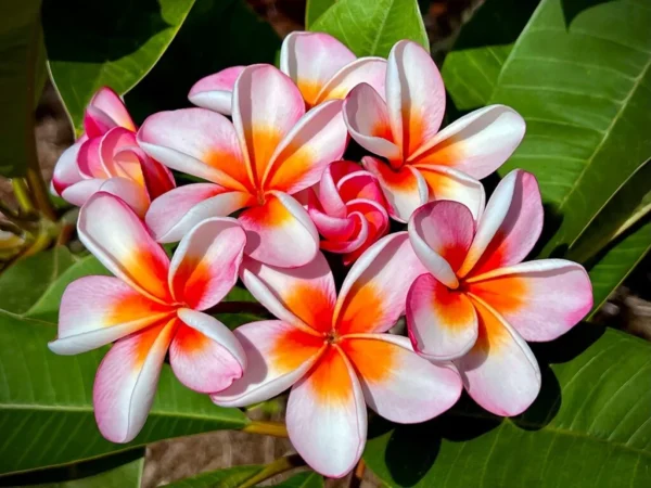 PLUMERIA