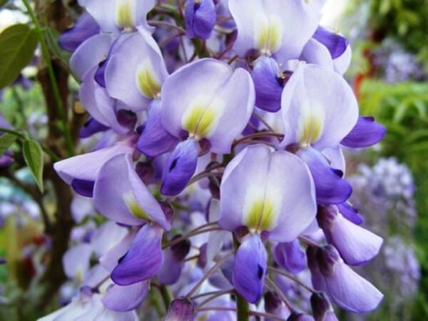 ROYAL WISTERIA